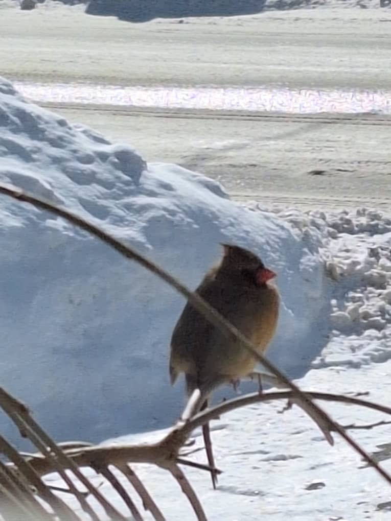 A Cardinal Tries to Stay Warm, Ontario, Canada – Photo of the Day A Cardinal Tries to Stay Warm, Ontario, Canada – Photo of the Day