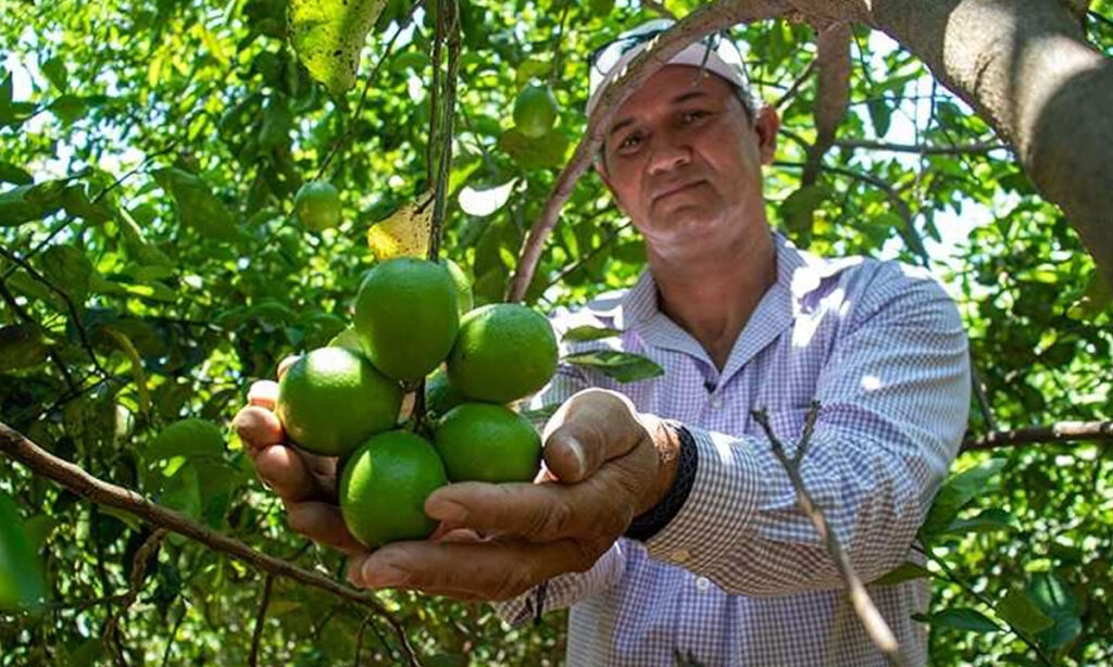 Producción de cítricos sostiene el 40% de la actividad agrícola en La Concepción