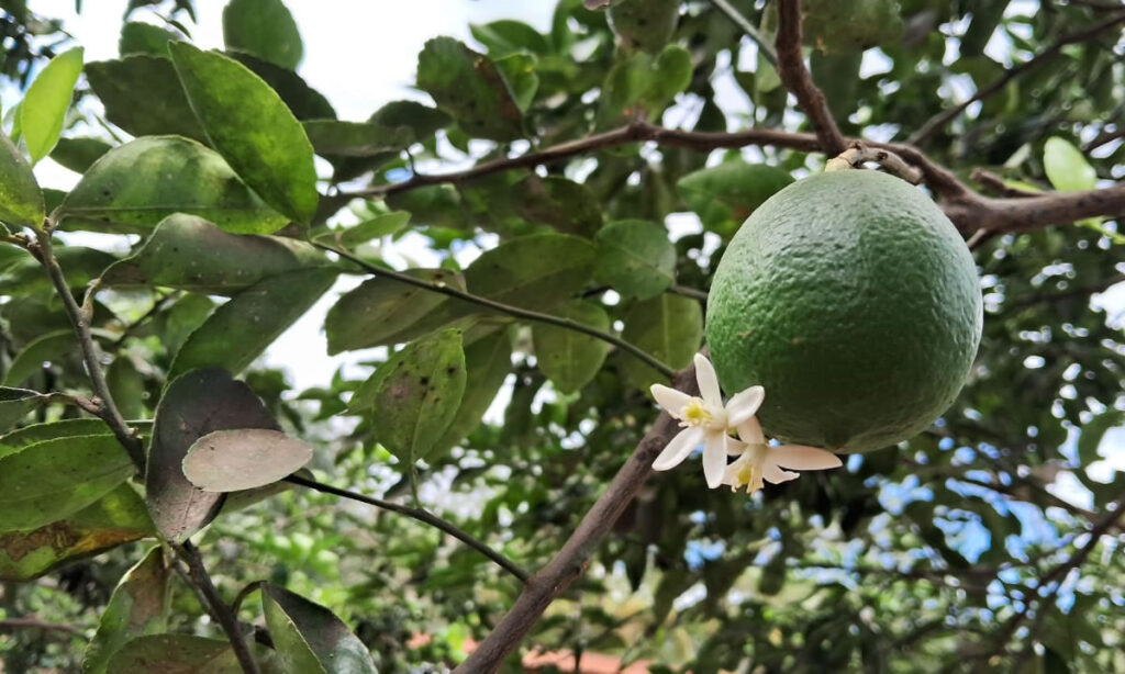 Producción de cítricos y aguacates en Ticuantepe abastece mercados de Managua