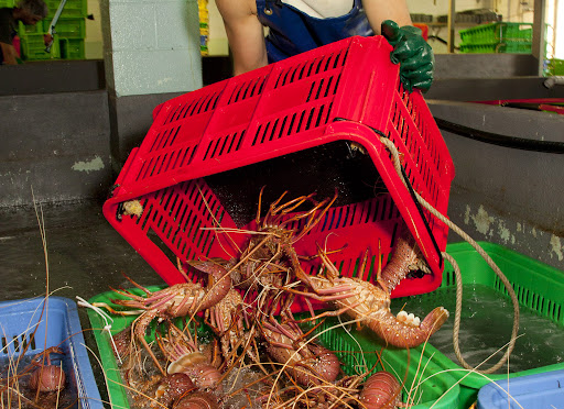 Veda de la langosta garantiza sostenibilidad y empleo en el Caribe de Nicaragua Veda de la langosta garantiza sostenibilidad y empleo en el Caribe de Nicaragua
