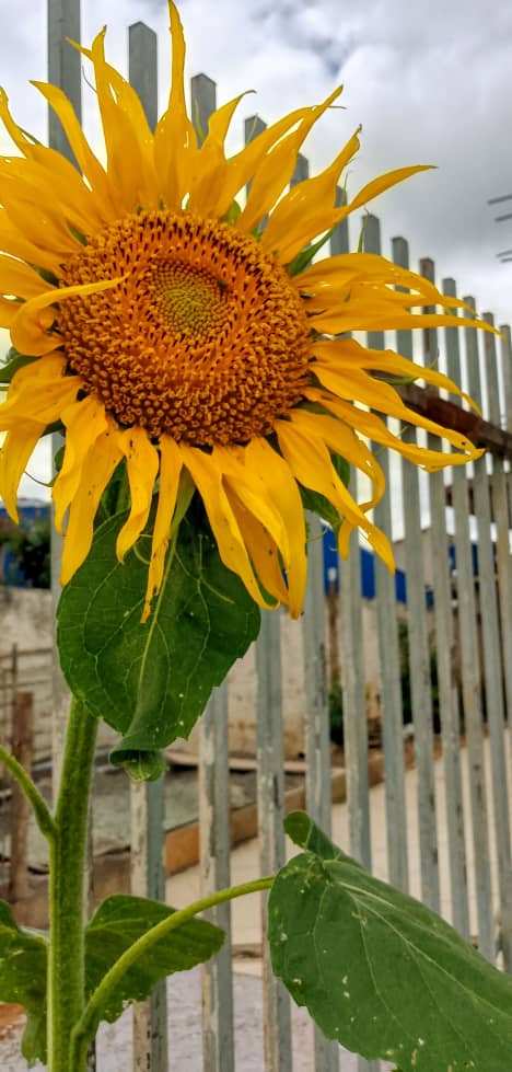 Sunflower in My Garden, Havana, Cuba – Photo of the Day Sunflower in My Garden, Havana, Cuba – Photo of the Day